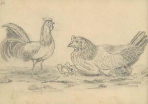 sketch 14 : chickens 