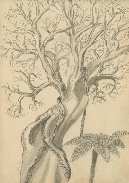 sketch 32 : rata tree, native to New ealand 