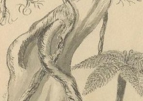 sketch 32 : rata tree, native to New Zealand 